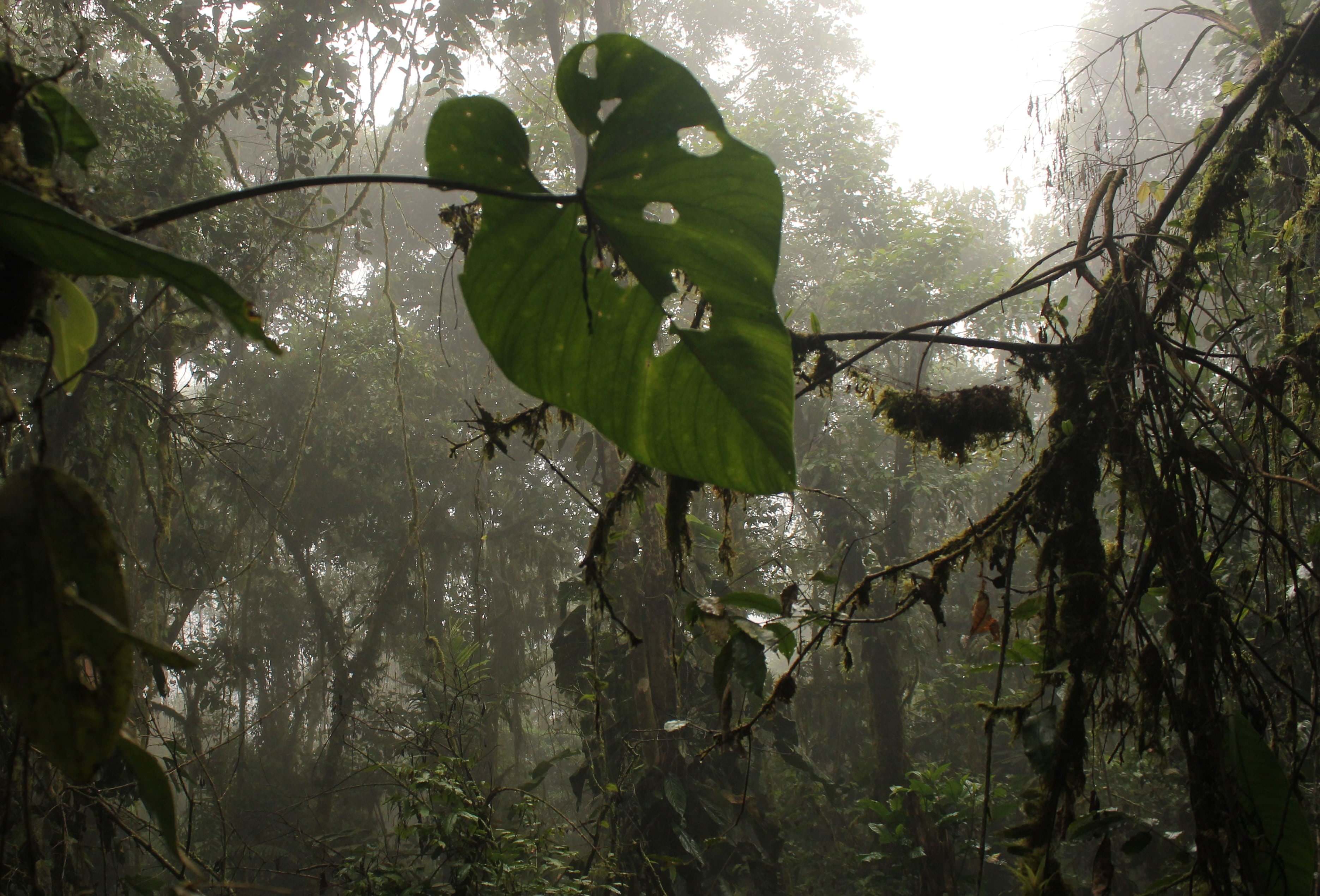Figuur 1 Tropisch nevelwoud. De permanente meetplots die we vorige zomer hebben aangelegd, liggen in bossen die tussen de 400 en 3200 m boven zeeniveau gelegen zijn, gaande van tropisch laaglandbos tot tropisch nevelwoud. Foto: Miro Demol