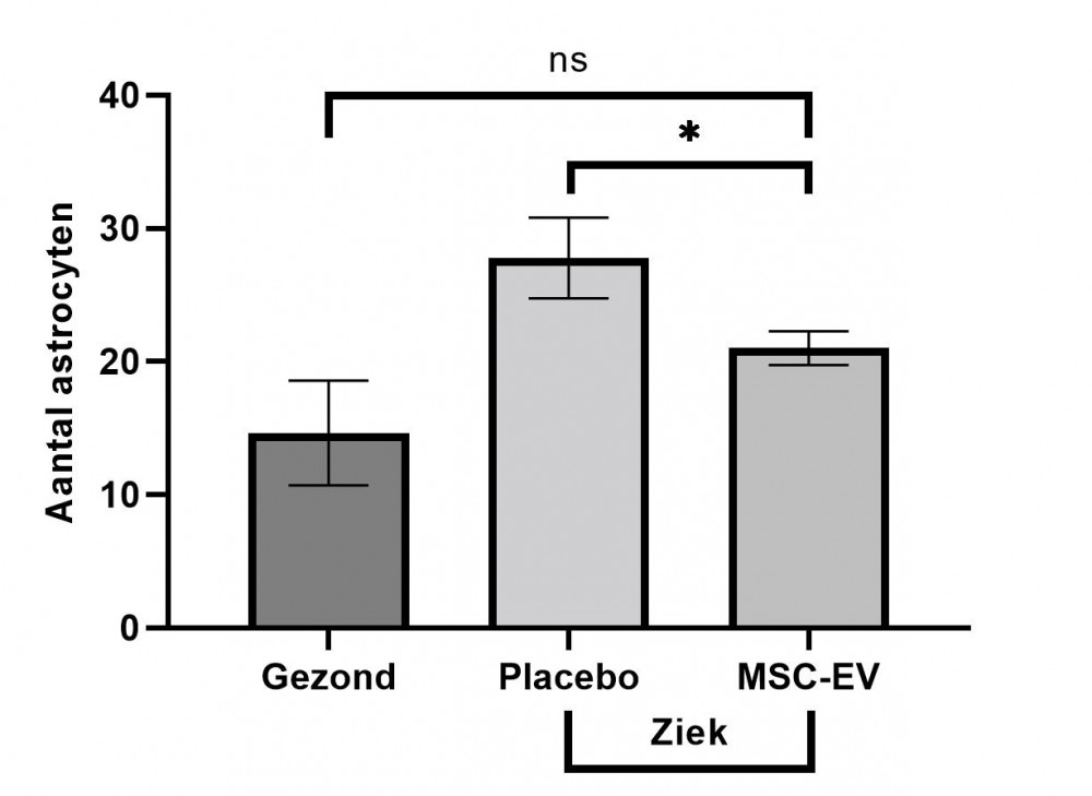 Figuur 2: Het aantal astrocyten bij de verschillende muizengroepen gemeten in hersencoupes van gezonde muizen en zieke Npc1-/--muizen behandeld met placebo of MSC-EVs. De balken geven het gemiddelde weer en de foutenbalken geven de standaardafwijking weer. * = significant verschil; ns = niet significant.