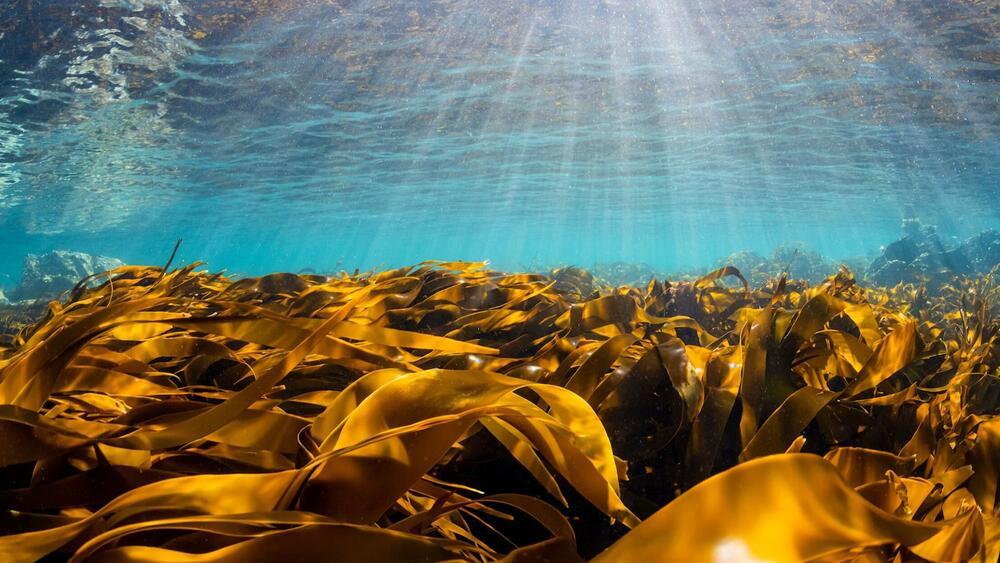 Gouden kelp - Axelle Defossez