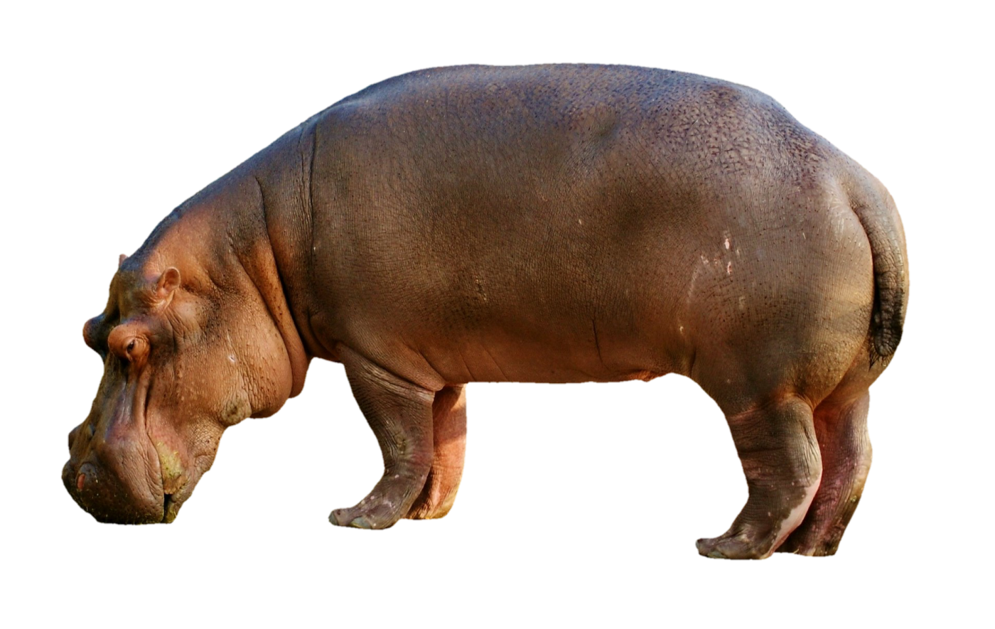 Nijlpaarden
