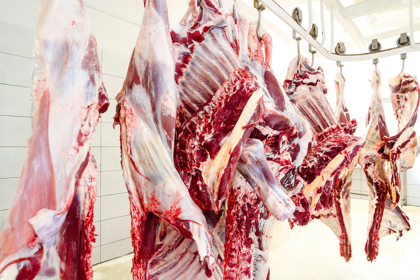 slachthuis