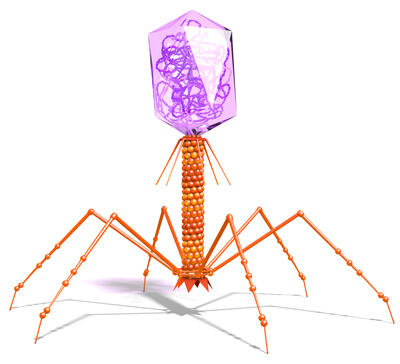 enzybiotica masterproef