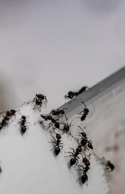 Mathijs onderzocht een mediterrane mierensoort: Crematogaster scutellaris