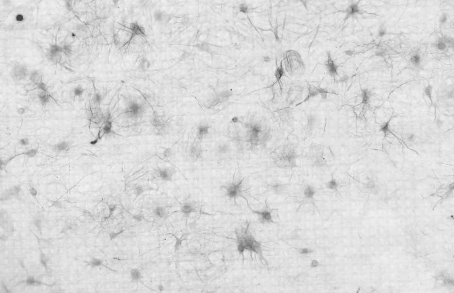 Neuronen