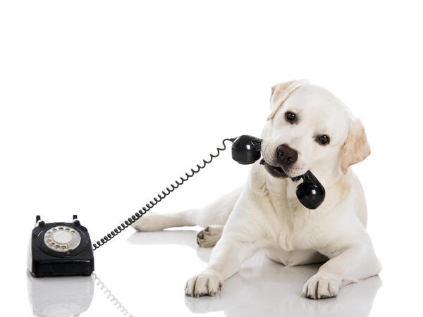 Hond