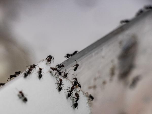 Hoe mieren onze groenten kunnen helpen beschermen