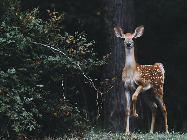 Dieren in het Zoniënwoud
